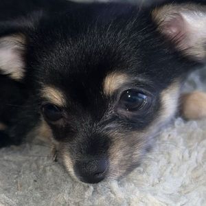 Meet your Posher, Priscilla